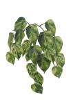 Ťahačka filodendron 