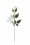 Klematis  ks