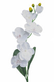 Orchidea ks