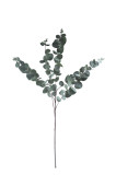 Eukalyptus -  prízdoba  / ks