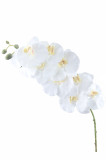 Orchidea ks