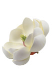 Magnolia hlava / pena