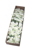 Trs kvietky ks  70 cm