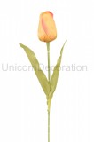 Tulipán ks