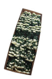 Kytica kamélia x 18