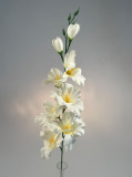 Gladiola ks
