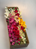 Gladiola ks