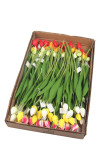 Tulipán ks
