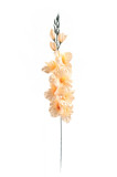 Gladiola ks