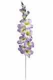Gladiola ks