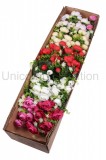 Kytica ranunculus x10