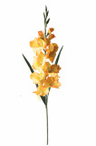 Gladiola ks