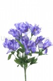 Kytica iris x 10