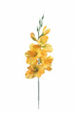 Gladiola  satén 