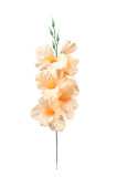 Gladiola  satén 