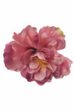 Hibiskus hl.
