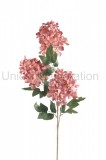 Hortenzia x 3 ks