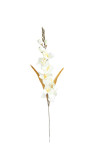 Gladiola ks