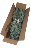 Eukalyptus x 3  / ks