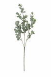 Eukalyptus x 3  / ks