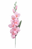 Gladiola - ks