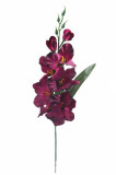 Gladiola - ks