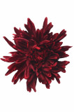 Chryzantéma sat. hl