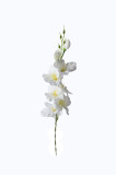 Gladiola ks