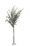Kytica eukalyptus x 4