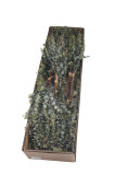 Kytica eukalyptus x 4