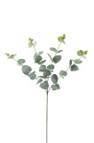 Eukalyptus trs dop.
