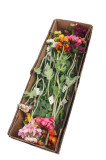 Scabiosa x 1 + 1 / ks