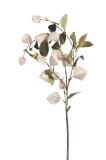 Physalis ks