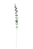 Eukalyptus ks