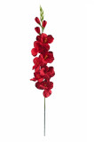 Gladiola - ks