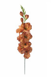 Gladiola - ks