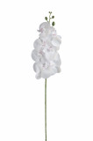 Orchidea ks