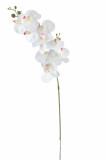 Orchidea / ks
