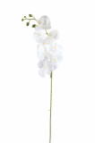Orchidea / ks