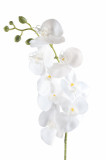Orchidea / ks