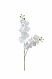 Orchidea x2 / ks