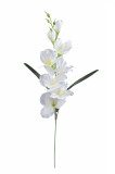 Gladiola ks
