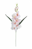 Gladiola ks