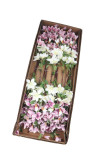 Clematis x 7 ks
