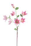 Clematis x 7 ks