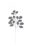 List eukalyptus ks