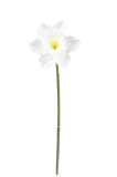 Narcis    ks 