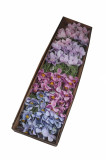 Krasuľka  x 4+1 / ks
