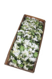 Kytica hortenzia x 12 