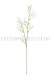 Gypsophila x 24